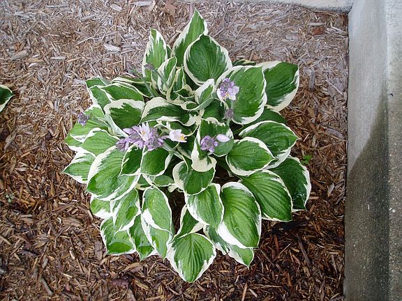 Hosta survived it's first winter