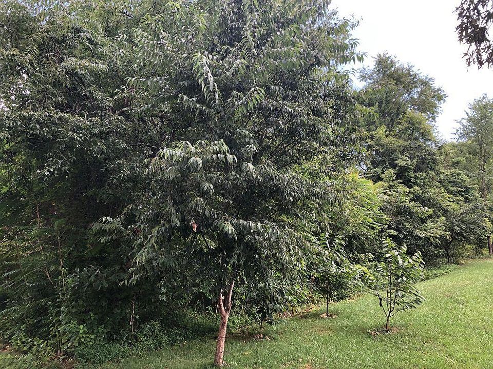 1st image of 306 Yona Ln Lot 6