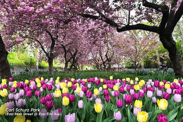 Rented by Compass | media 10