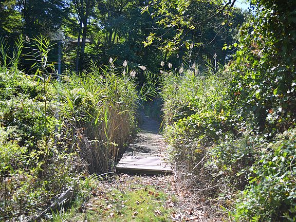 Walkway thru the marsh