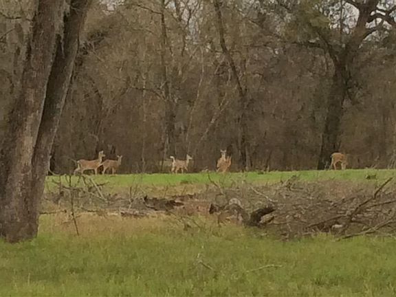 The deer feel right at home in your back yard.