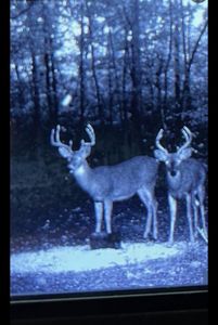 000 County Road 255, Thayer, MO, 65791