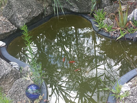Pond