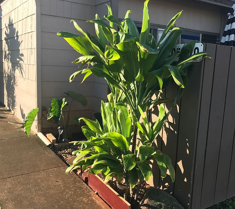 1st image of 94-435 Keaoopua St APT 110