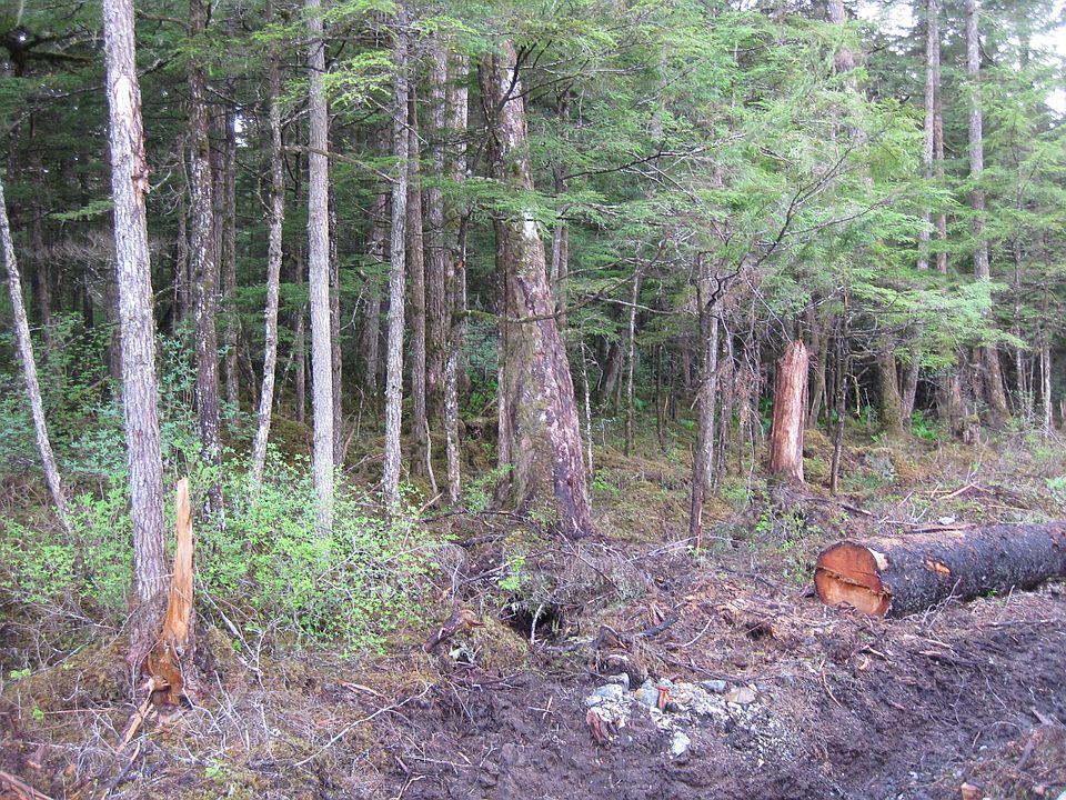 2nd image of Nhn North Douglas Hwy