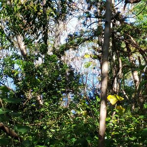 Kuahewa Lot 5-C, Holualoa, HI, 96725