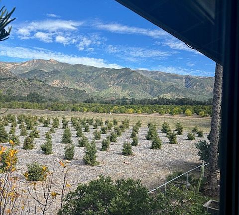 View of mountains and adjacent avocado orchard from one of the living room windows
