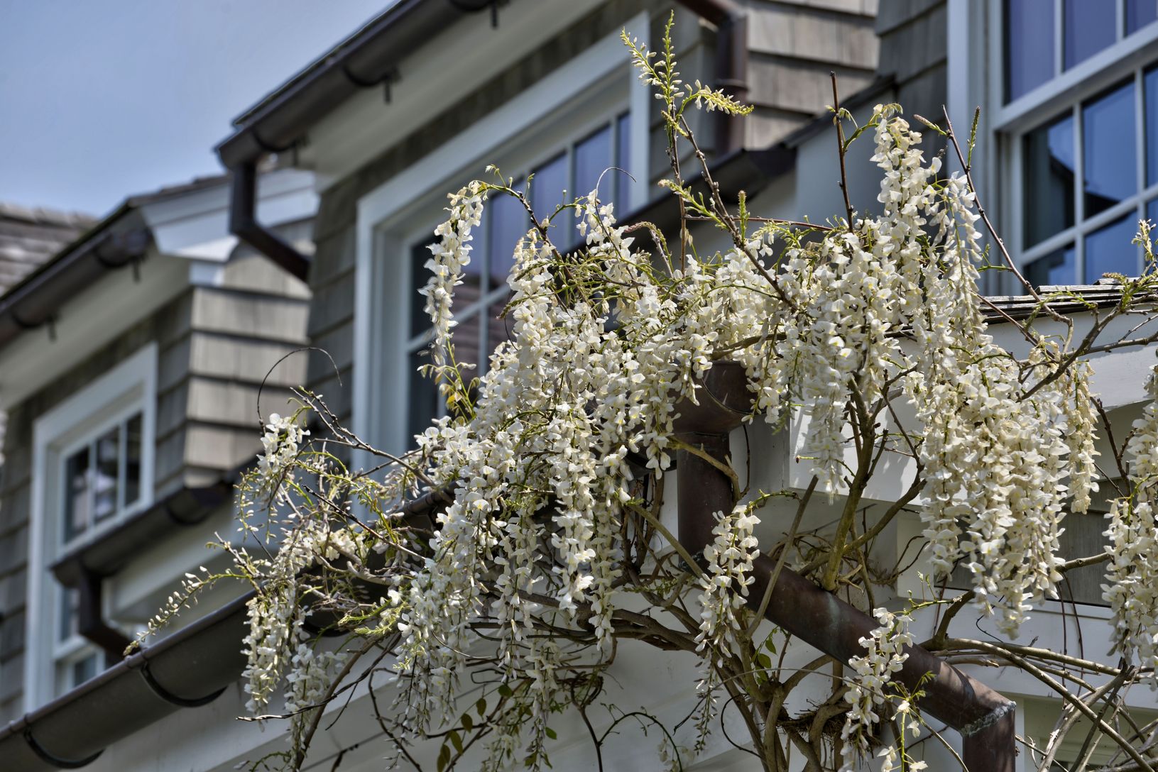  White Wisteria