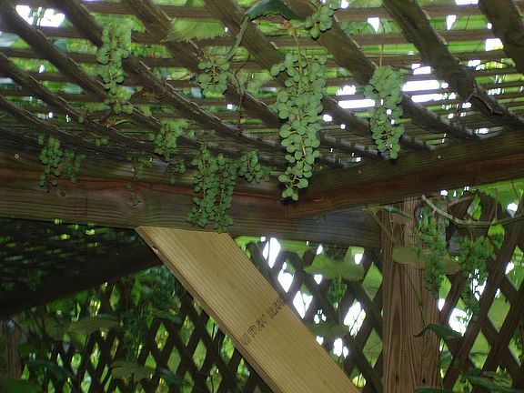        Grape Arbor