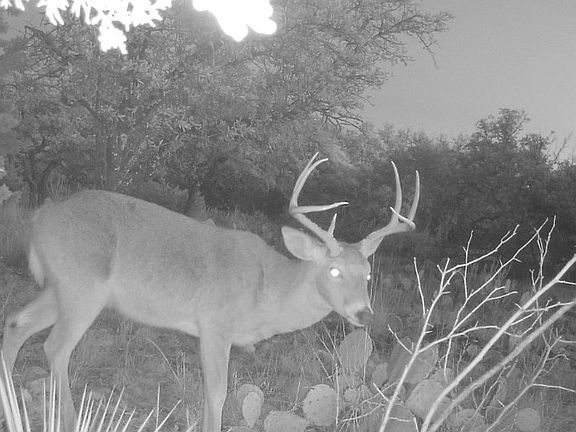 5th image of 1512 Persimmon Rd #35