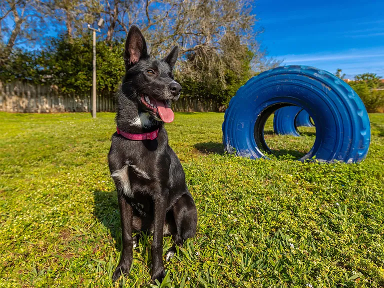 Experience the ultimate in pet-friendly community living at The View in Lantana with our off-leash dog parka four-legged play haven where furry friends can romp, play, and enjoy a playful paradise.
