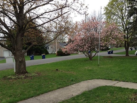 front yard  magnolia tree