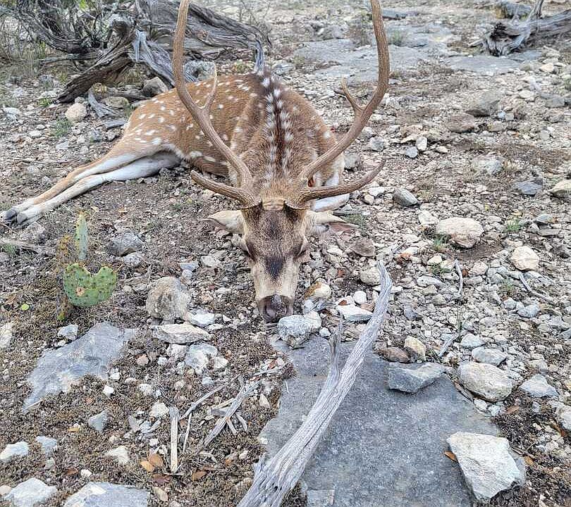 1st image of 752 SD 46061