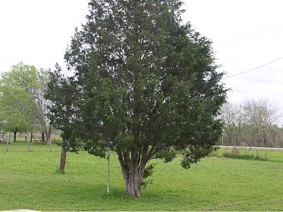Medium Sized Trees and Clean
