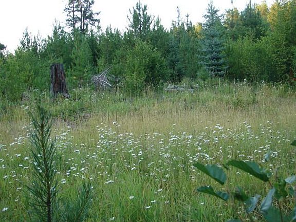 Deer and Butterflies Play in the Flowered Meadows
