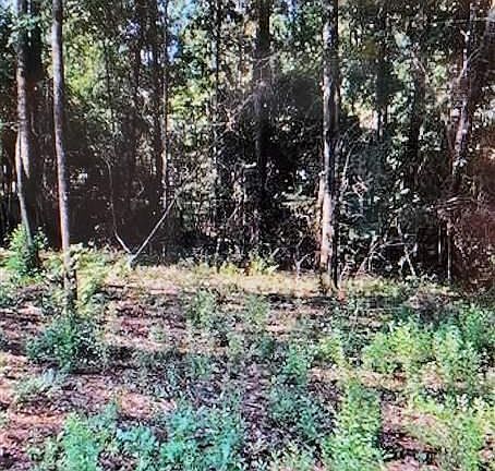 3rd image of 10893 Holly Park Ln