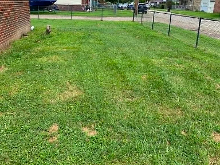 Side yard