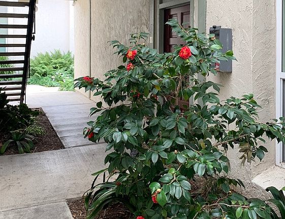 2nd image of 5514 Armitos Ave APT 49