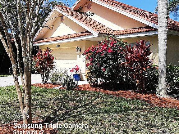 Bougainvillea in bloom