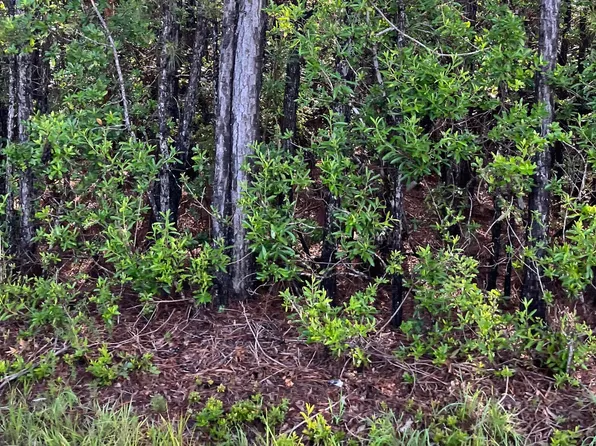 0 Mitchell Rd, Picayune, MS 39466