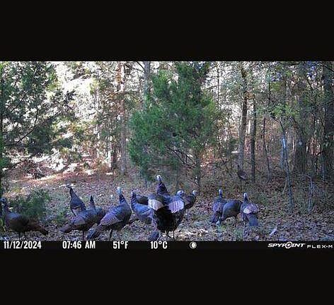 5th image of Swamp Rd Lot A-e