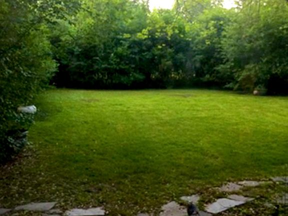 Back yard