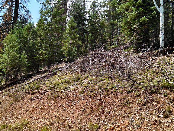 Wooded with spruce, aspen