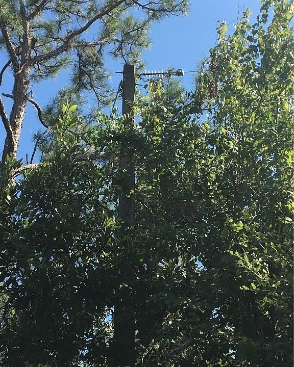 2nd image of 2647 Richwood Dr