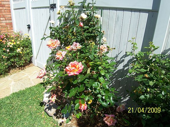 REAR ROSE GARDEN #1