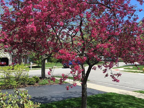 Crabapple Tree