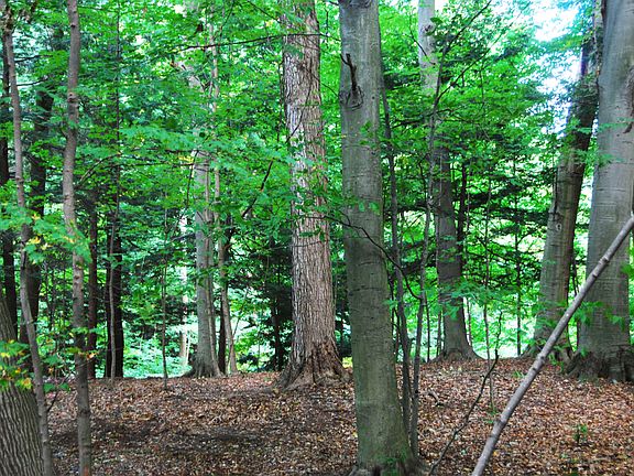 2nd image of LOT 39 Beech Dr