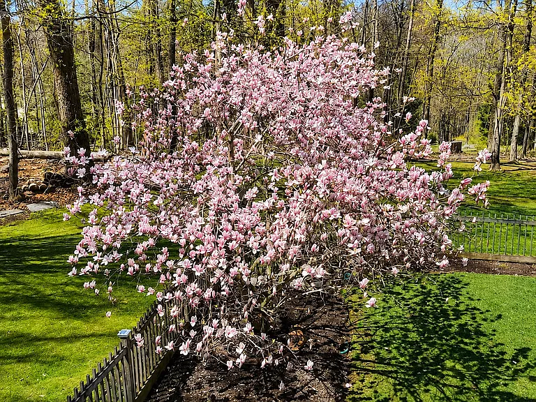The Magnolia Tree in Spring