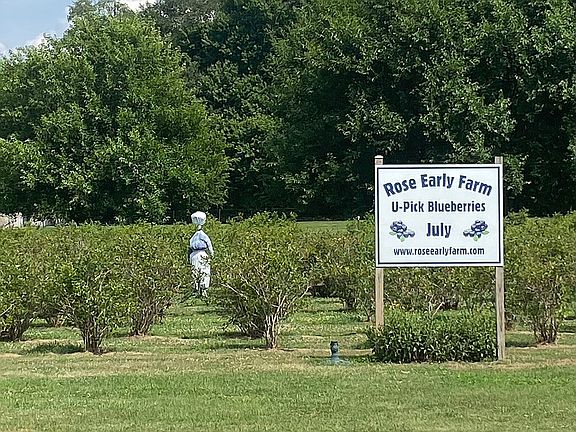 Walk to U pick blueberries.