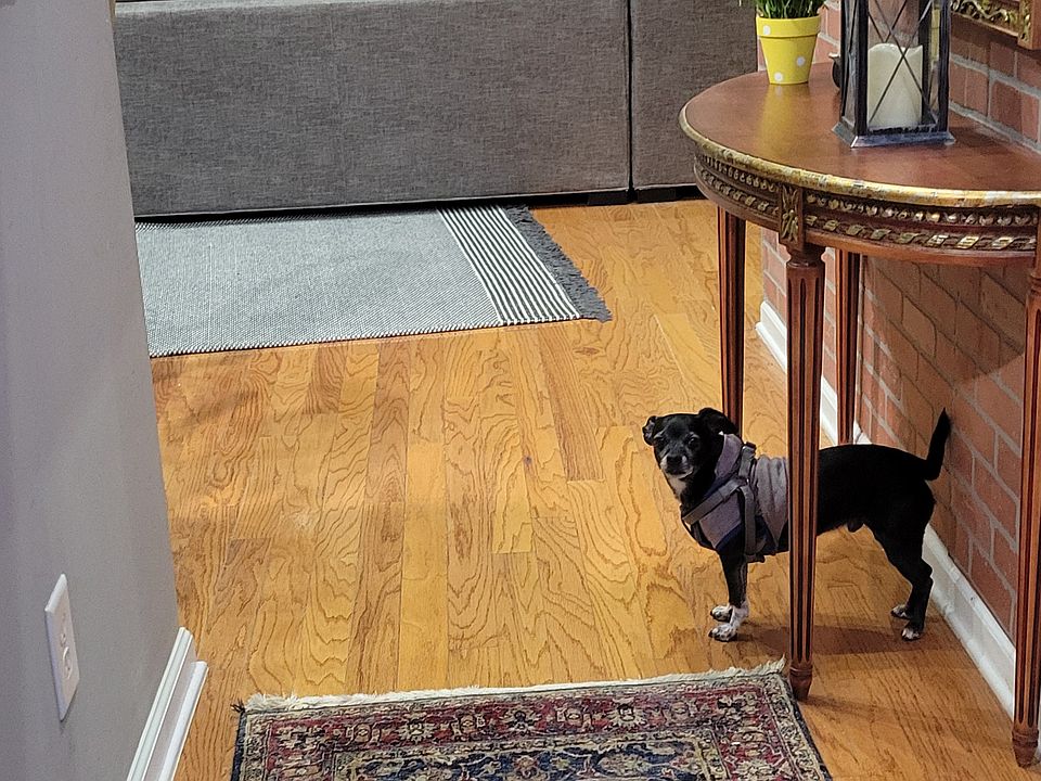 Entry Hallway into the home. (Mac posing for a picture and greeting you inside the house.