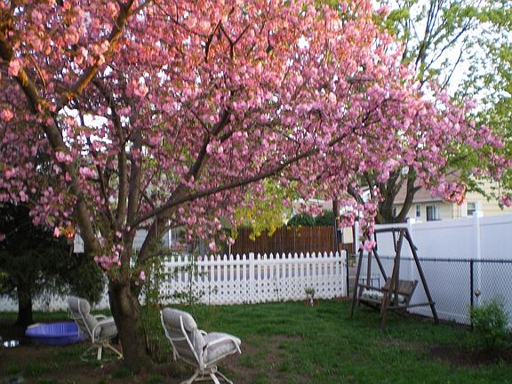 Huge Cherry tree in Backyard