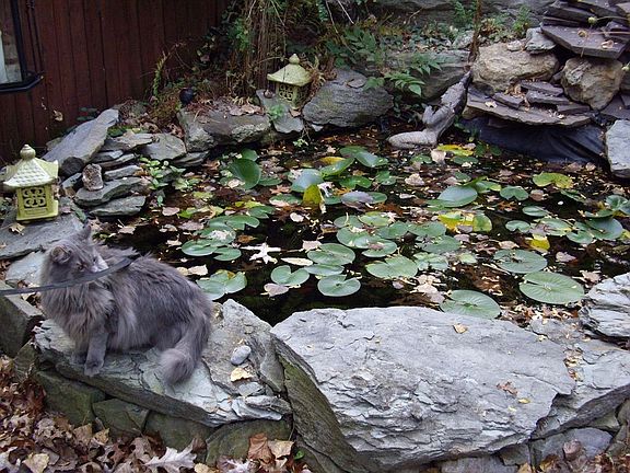 Koi pond with Cat (cat not included but Koi are)