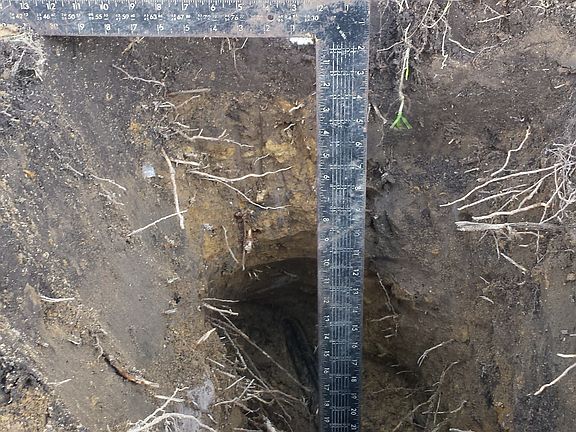 Well/Septic lines above free