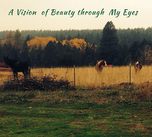 Grazing pasture . Beautiful 