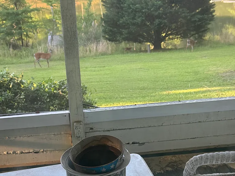 Baby deer and mother deer in our yard most days.