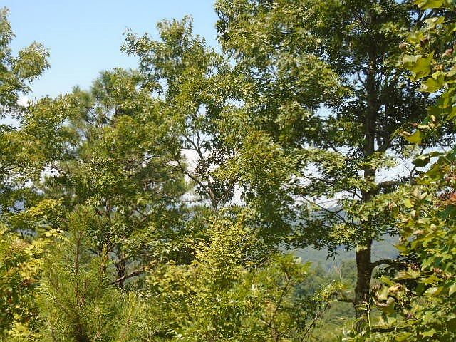 2nd image of 0 Wiggins Rd