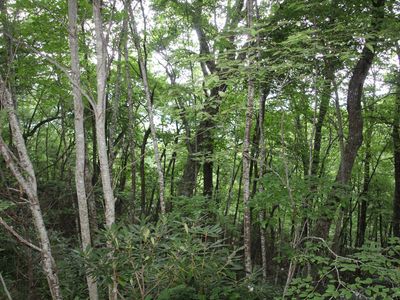 0 Seminole Dr, Mountain City, TN, 37683