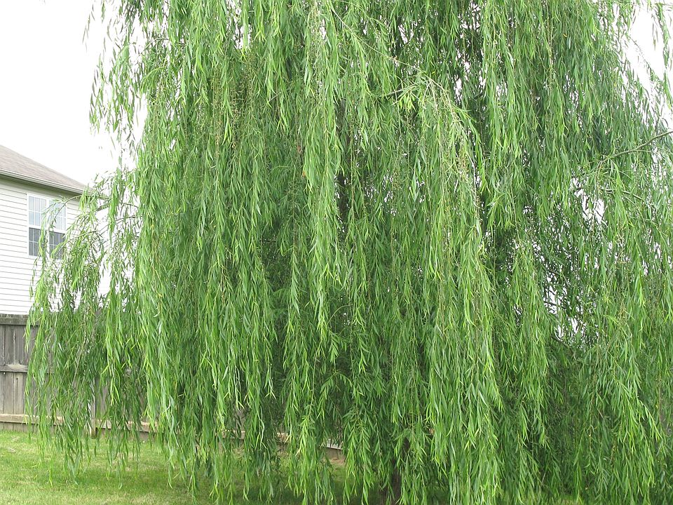 Exterior Landscaping