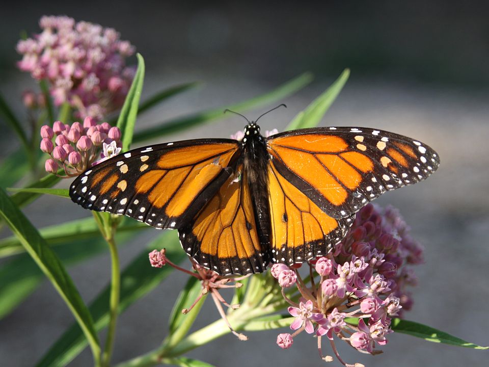 Monarch on milkweed