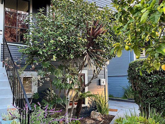 Landscaped front yard with lemon tree