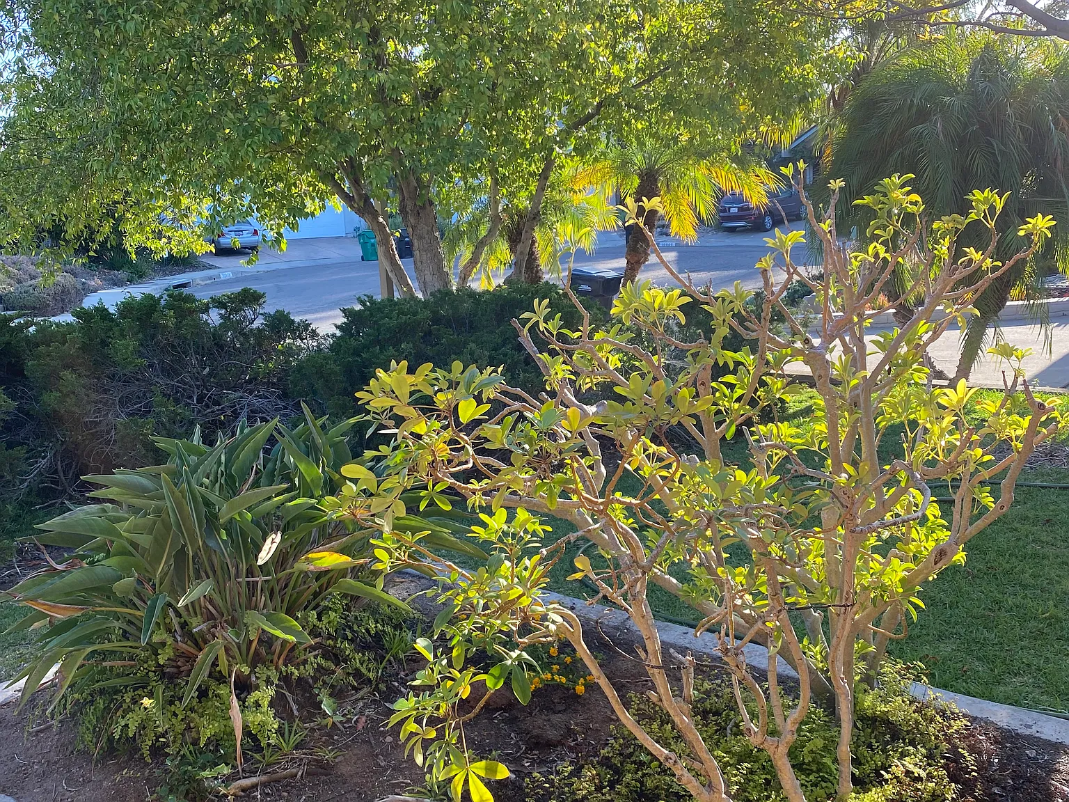 Arboretum Pl, San Diego — Photo 3