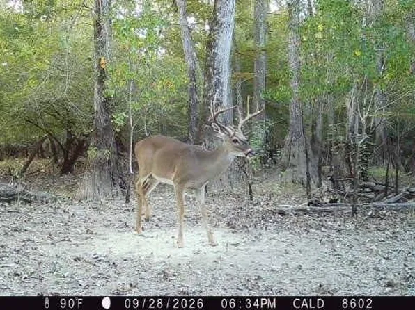 11855 Highway 4 W, Columbia, LA 71418