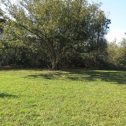 Large Oak Tree - West Side