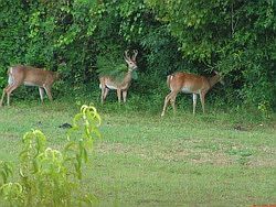 Front Field Evenings