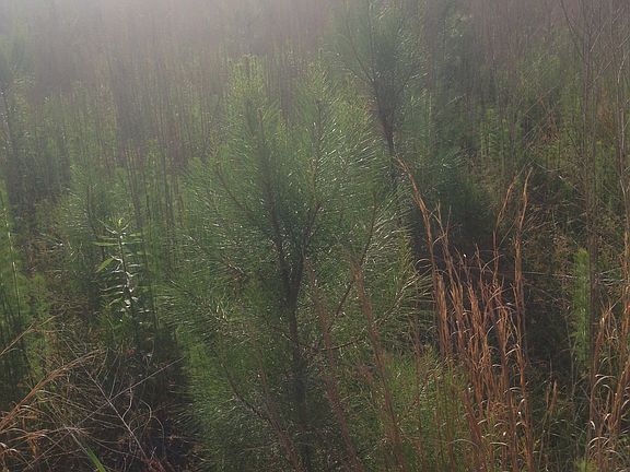 Approx 18 acre loblolly pine