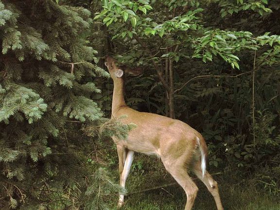 Deer in Backyard
